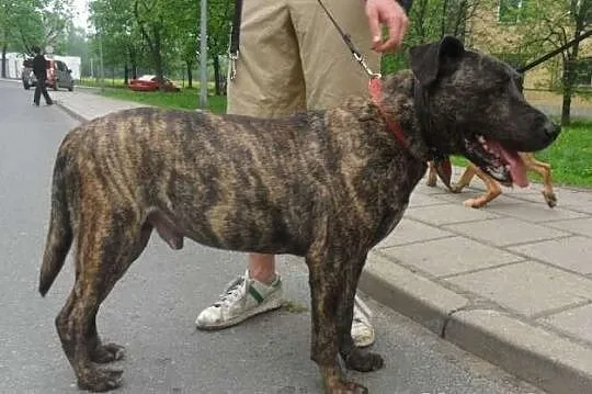 Wspaniały THORN czeka na dom