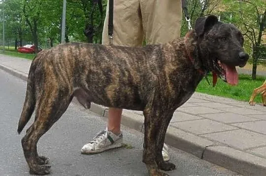 Wspaniały THORN czeka na dom