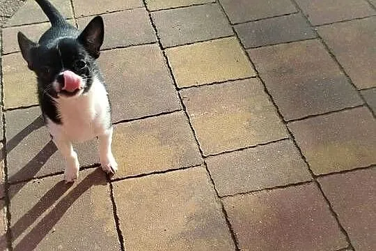 Suczka Chihuahua szuka kochającego domu!, Mazowieckie, Warszawa