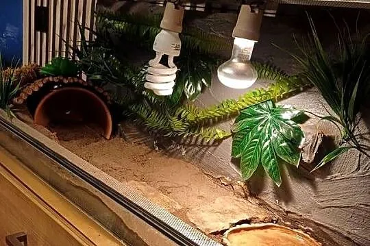 Terrarium z wyposażeniem 100x40x40, Śląskie, Sączów