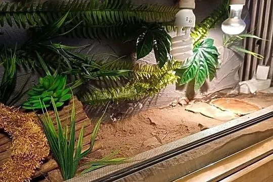 Terrarium z wyposażeniem 100x40x40, Śląskie, Sączów