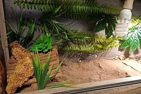 Terrarium z wyposażeniem 100x40x40, Śląskie, Sączów