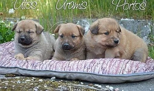 Szczeniaki do adopcji, łódzkie Działoszyn