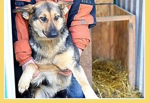 Mniejsza od owczarka,27kg,łagodna,tulaśna suczka K