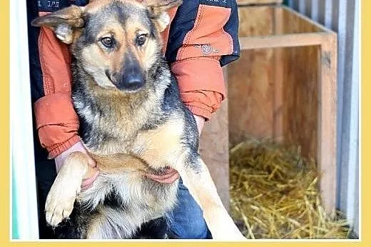 Mniejsza od owczarka,27kg,łagodna,tulaśna suczka K