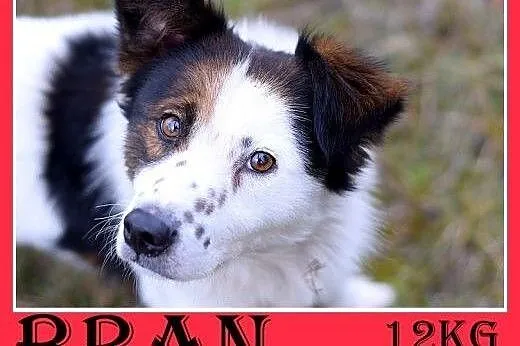 12kg,średni,wesoły,przyjazny piesek BRAN.Adopcja,  dolnośląskie Wrocław