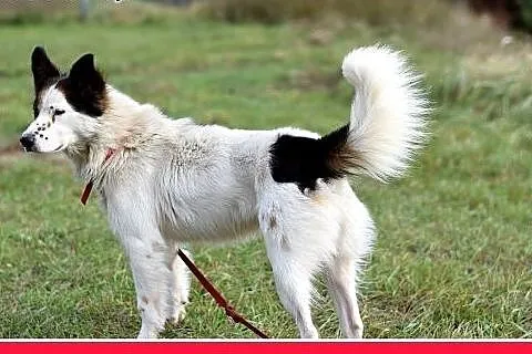 12kg,średni,wesoły,przyjazny piesek BRAN.Adopcja, 
