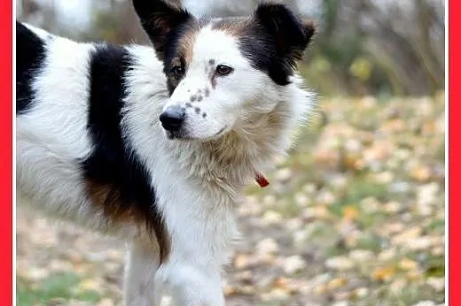 12kg,średni,wesoły,przyjazny piesek BRAN.Adopcja, 