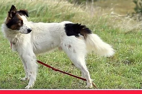 12kg,średni,wesoły,przyjazny piesek BRAN.Adopcja, 