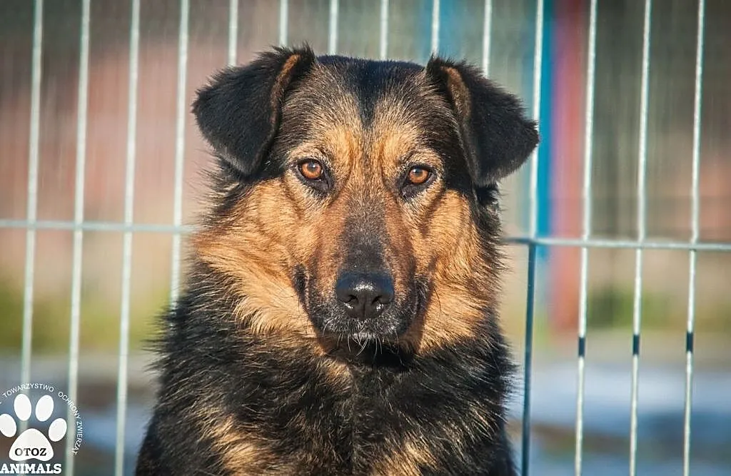 OTOZ Animals - Irina - owczarkowata suczka zamknięta w świecie strachu, Pomorskie, Tczew