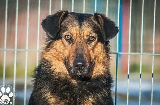 OTOZ Animals - Irina - owczarkowata suczka zamknięta w świecie strachu, Pomorskie, Tczew