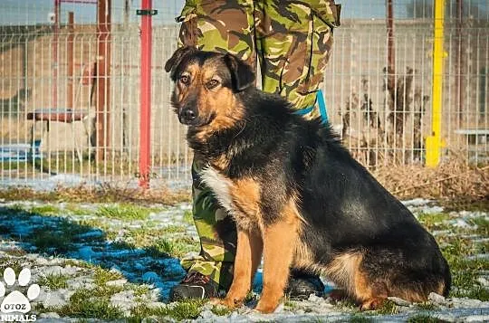 OTOZ Animals - Irina - owczarkowata suczka zamknięta w świecie strachu, Pomorskie, Tczew
