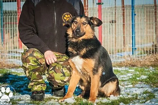 OTOZ Animals - Irina - owczarkowata suczka zamknięta w świecie strachu, Pomorskie, Tczew