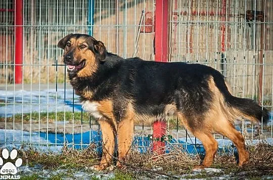 OTOZ Animals - Irina - owczarkowata suczka zamknięta w świecie strachu, Pomorskie, Tczew