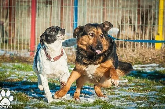 OTOZ Animals - Irina - owczarkowata suczka zamknięta w świecie strachu, Pomorskie, Tczew