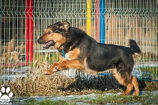 OTOZ Animals - Irina - owczarkowata suczka zamknięta w świecie strachu, Pomorskie, Tczew