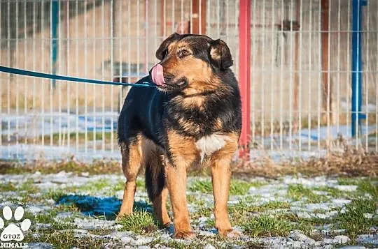 OTOZ Animals - Irina - owczarkowata suczka zamknięta w świecie strachu, Pomorskie, Tczew