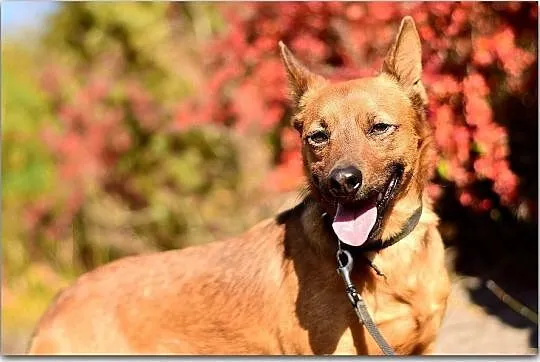 Średni 9 kg,roczny,łagodny,mądry,przekochany,zaszczepiony piesek CZAKI.Adopcja, Łódzkie, Łódź