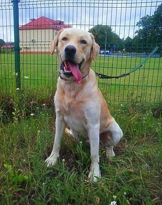 Buddy 2 letni Labrador szuka domu, wielkopolskie