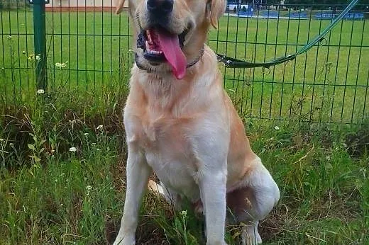 Buddy 2 letni Labrador szuka domu,  wielkopolskie 