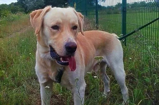 Buddy 2 letni Labrador szuka domu,  wielkopolskie 