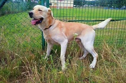 Buddy 2 letni Labrador szuka domu,  wielkopolskie 