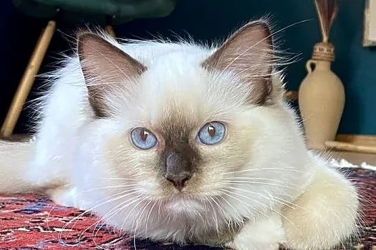 Kocurek Ragdoll gotowy do odbioru