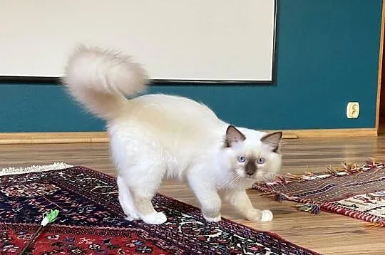 Kocurek Ragdoll gotowy do odbioru, Śląskie, Katowice