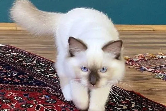 Kocurek Ragdoll gotowy do odbioru, Śląskie, Katowice