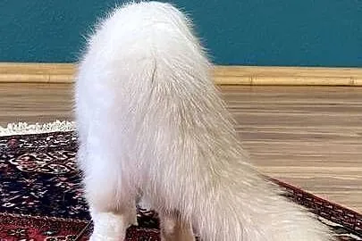 Kocurek Ragdoll gotowy do odbioru, Śląskie, Katowice