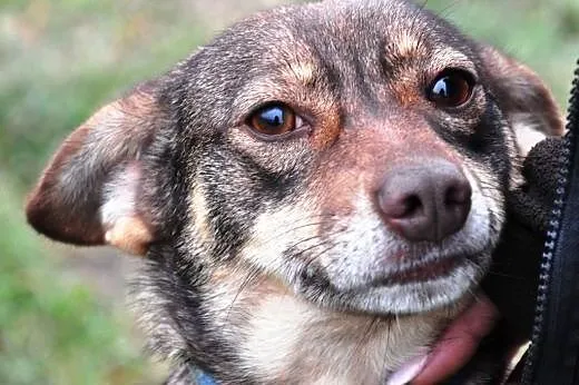 Dalila słodka, kochana, towarzyska suczka ADOPCJA,