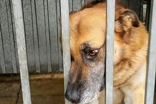 Aluś jest wyjątkowy! Dlaczego nie ma jeszcze domu?, Łódzkie, Łódź