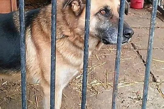 Aluś jest wyjątkowy! Dlaczego nie ma jeszcze domu?, Łódzkie, Łódź