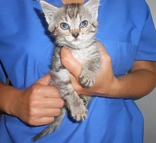 Jacek i Placek do adopcji!!!, łódzkie Łódź