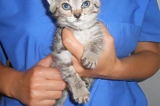 Jacek i Placek do adopcji!!!,  łódzkie Łódź