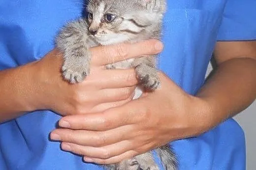 Jacek i Placek do adopcji!!!,  łódzkie Łódź
