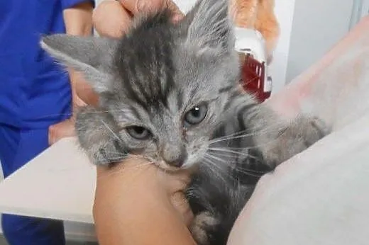 Jacek i Placek do adopcji!!!,  łódzkie Łódź