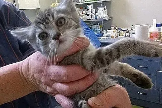 Jacek i Placek do adopcji!!!,  łódzkie Łódź
