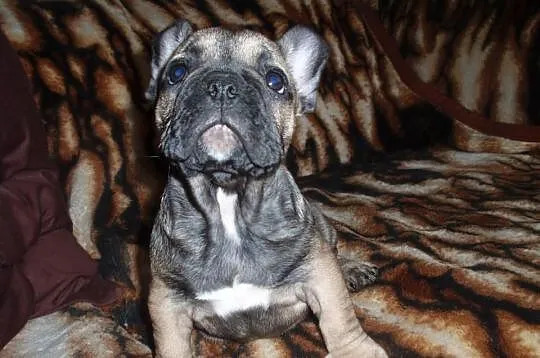 Buldog Francuski