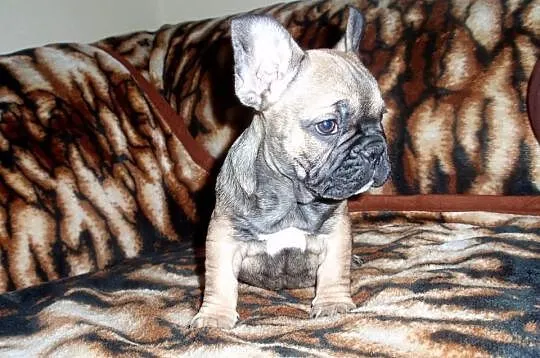 Buldog Francuski
