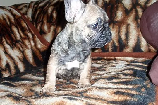 Buldog Francuski