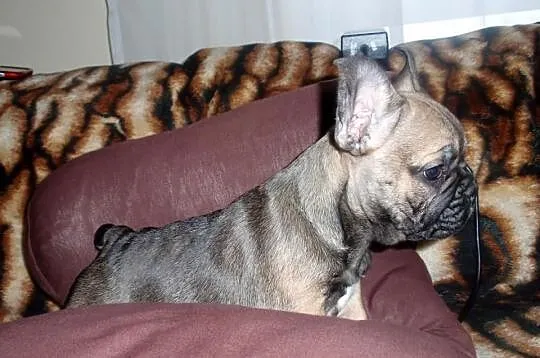 Buldog Francuski