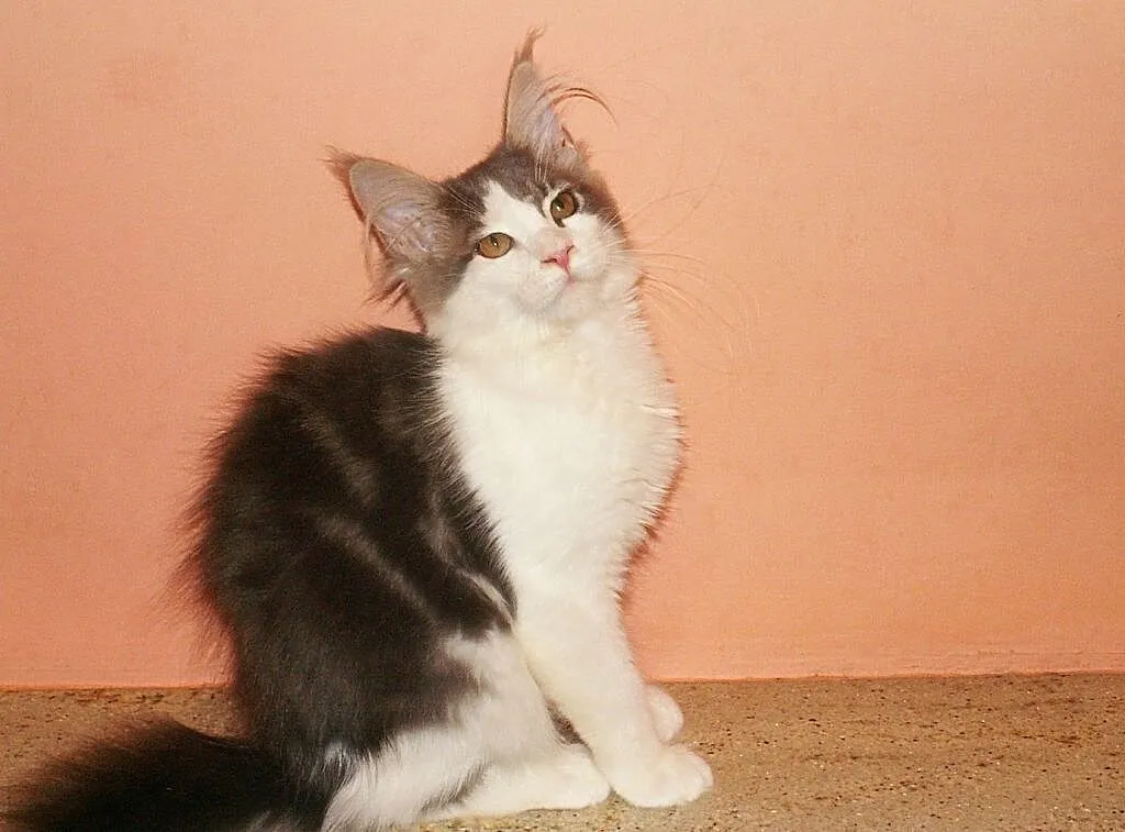 Maine Coon-olbrzymy po Championie, Pomorskie, Gdańsk