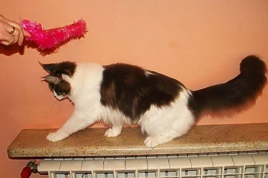 Maine Coon-olbrzymy po Championie, Pomorskie, Gdańsk