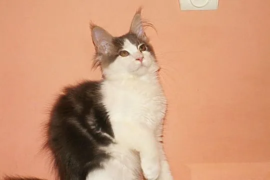 Maine Coon-olbrzymy po Championie, Pomorskie, Gdańsk