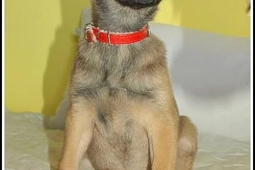 Ok. 3mies. delikatna Mia czeka na troskliwych opie