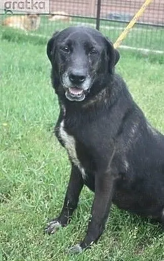 Wspaniała sunia w typie labradora szuka domu, , Wojtyszki