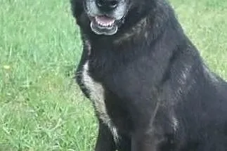 Wspaniała sunia w typie labradora szuka domu, , Wojtyszki