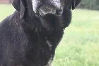 Wspaniała sunia w typie labradora szuka domu, , Wojtyszki