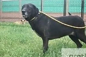 Wspaniała sunia w typie labradora szuka domu, , Wojtyszki